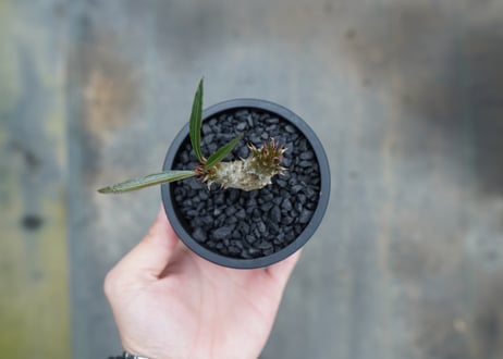 パキポディウム　バロニー　Pachypodium baronii