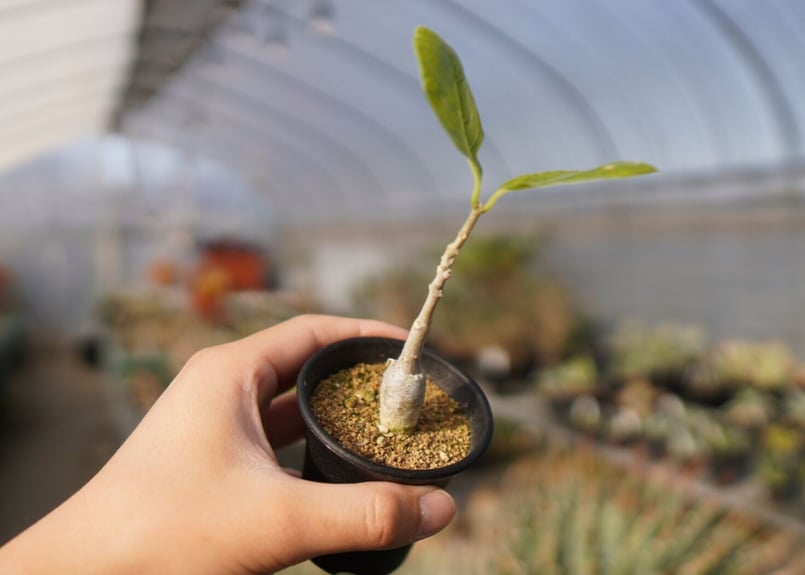 【現品】フォッケア・ムルチフローラ　Fockea multiflora　9号３G 現品】フォッケア・ムルチフローラ Fockea multiflora 9号3G