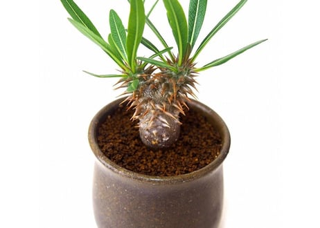 Pachypodium rosulatum   パキポディウム　ロスラーツム  №３