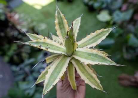 Agave xylonacantha “Frostbite”  NO.3     (G)