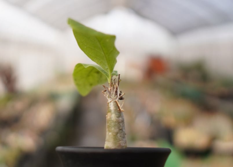 【希少大株】セサモタムナスブッセアヌス 現地球 発根済 塊根植物 サボテン 希少大株】セサモタムナスブッセアヌス 現地球 塊根植物 サボテン 希少