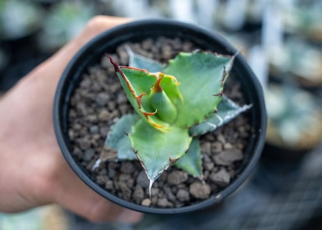 アガベ　チタノタ　ブルー　agave titanota Blue 　NO.5
