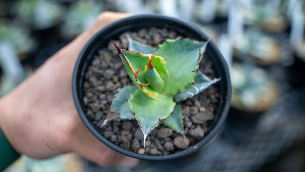アガベ チタノタ ブルー agave titanota Blue NO.5 | mana's