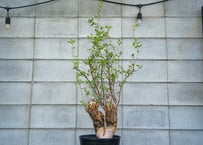 ココスヤシ Butia capitata No.3 | mana's farm:塊根植物・アガ