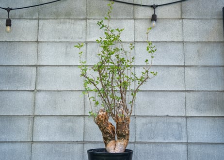 CATEGORY mana's farmの商品ページ | mana's farm:塊根植物・ア