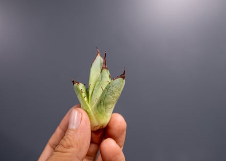 Agave titanota FO-76 P No.2 特選  子株 3株限定