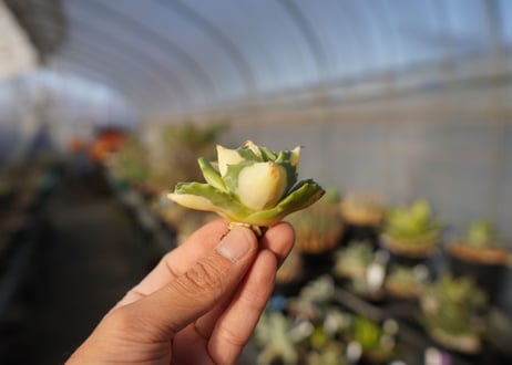 agave 王妃雷神黄中斑 NO.4
