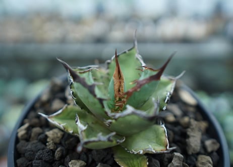 アガベ　チタノタ　FO-76　agave titanota  FO-76　No.11