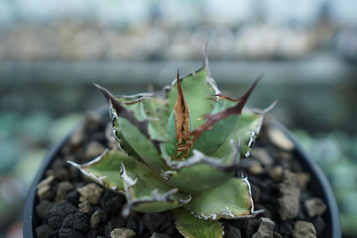 アガベ チタノタ FO-76 agave titanota FO-76 No.11 | ma