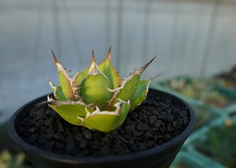 アガベ　チタノタ　Agave titanota　No.4