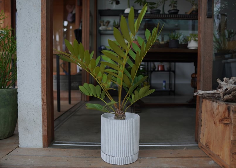 ザミア フロリダーナ M】ザミア フロリダーナ 多頭/Zamia ※ガラスポット付き | 【厳選