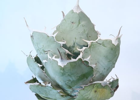Agave titanota 'White Ice'
