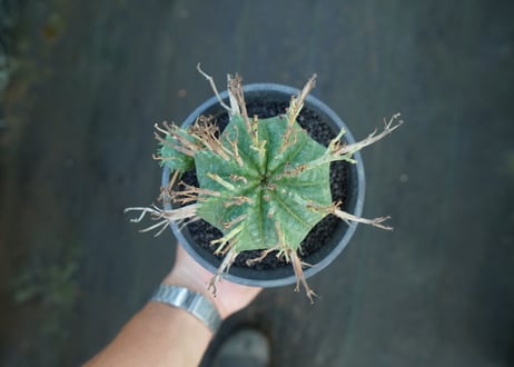 ユーフォルビア　スーパーバリダ　Euphorbia super valida  No.2
