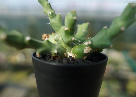 ユーフォルビア クリビコラ　Euphorbia clivicola