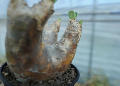 パキポディウム　エブレネウム　Pachypodium eburneum　No.1