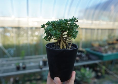 トリコディアデマ ステラツム　Trichodiadema stellatum  No.4