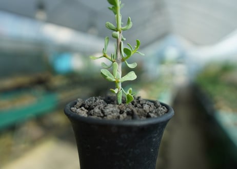ケラリア フルチコーサ　Ceraria fruticosa