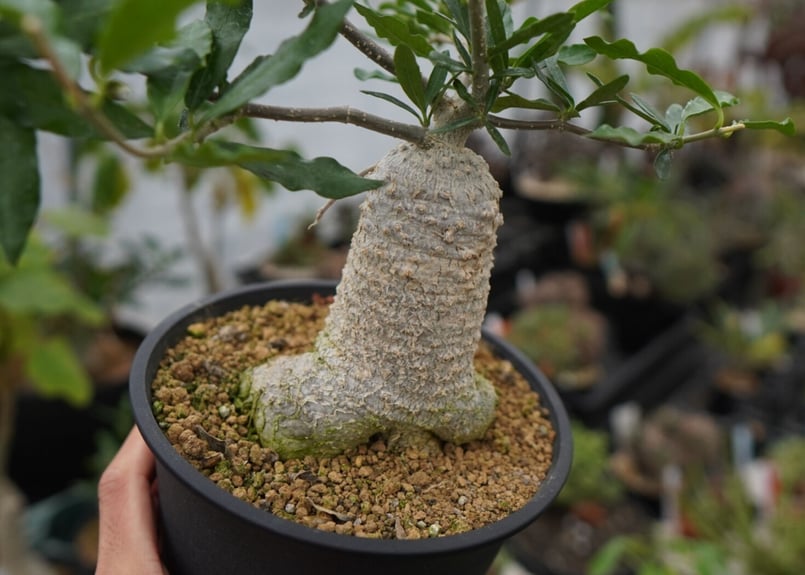 フォッケア エデュリス 火星人 | mana's farm:塊根植物・アガベ