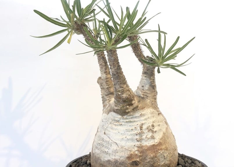 パキポディウム グラキリス No.140 | mana's farm:塊根植物・アガベ・ド