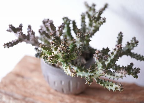 Edithcolea grandis