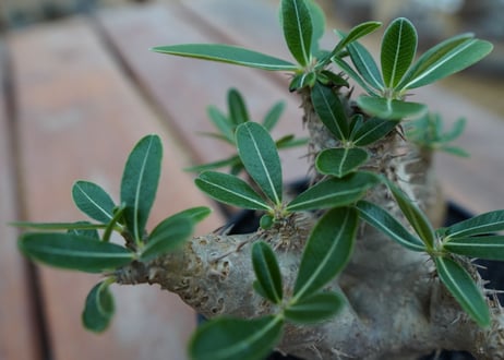 パキポディウム　デンシフローラム Pachypodium densiflorum   No.4
