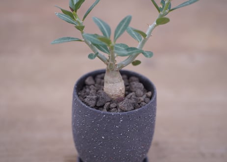 パキポディウム　サキュレンタム  Pachypodium succulentum