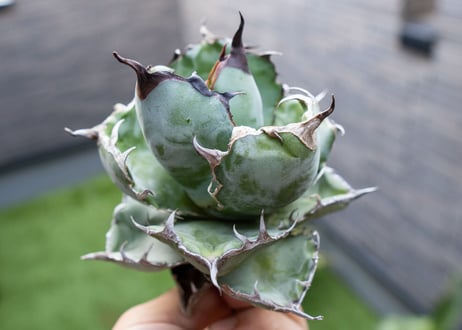Agave B&B  №3