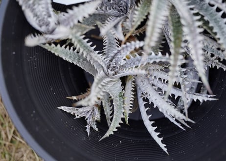 Dyckia Arizona x Mercury