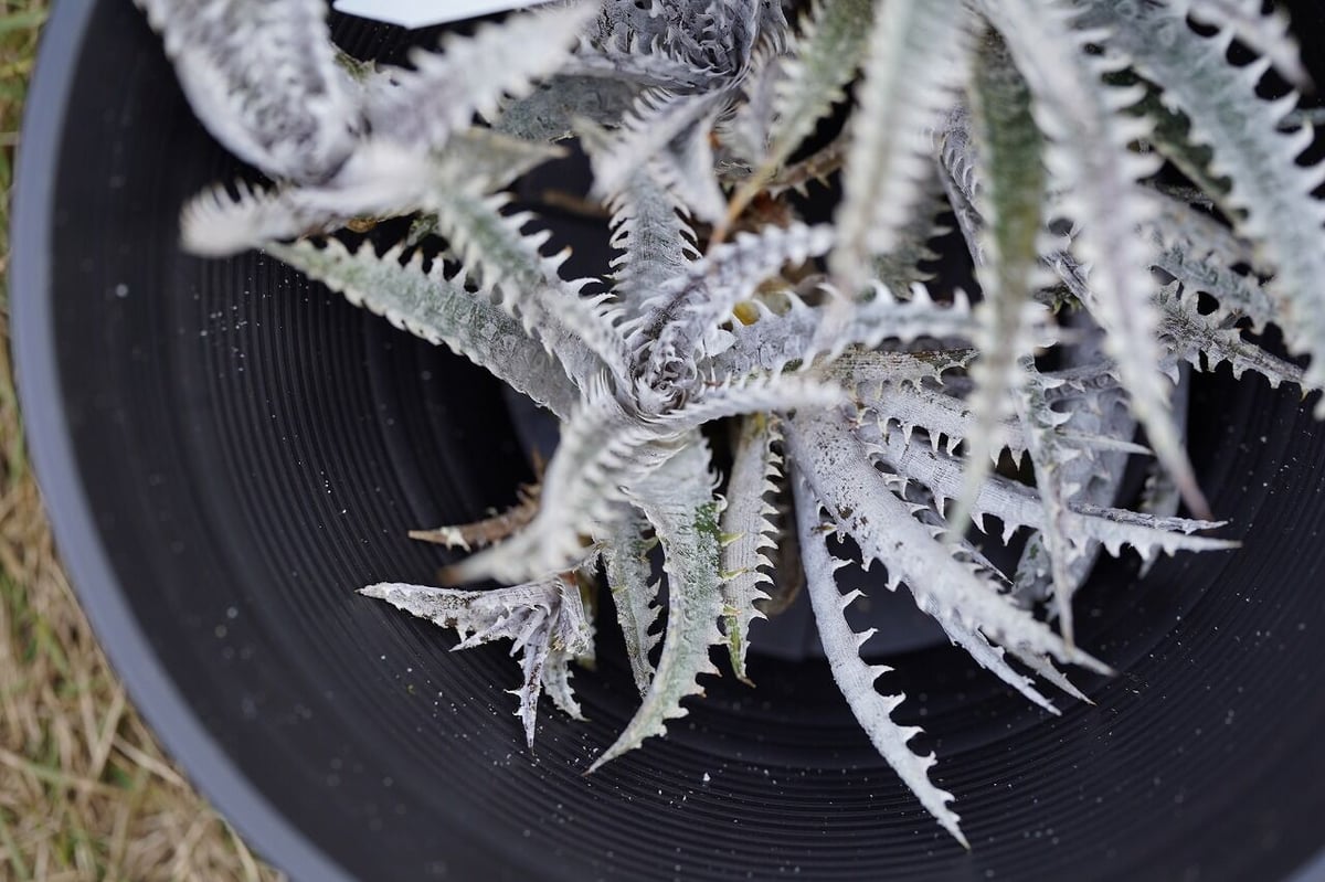 Dyckia 'Mercury' × 'Distortion' 親株 大株(夏後半の営業 Dyckia 'Mercury' × 'Distortion' 親株 大株(夏後半の営業