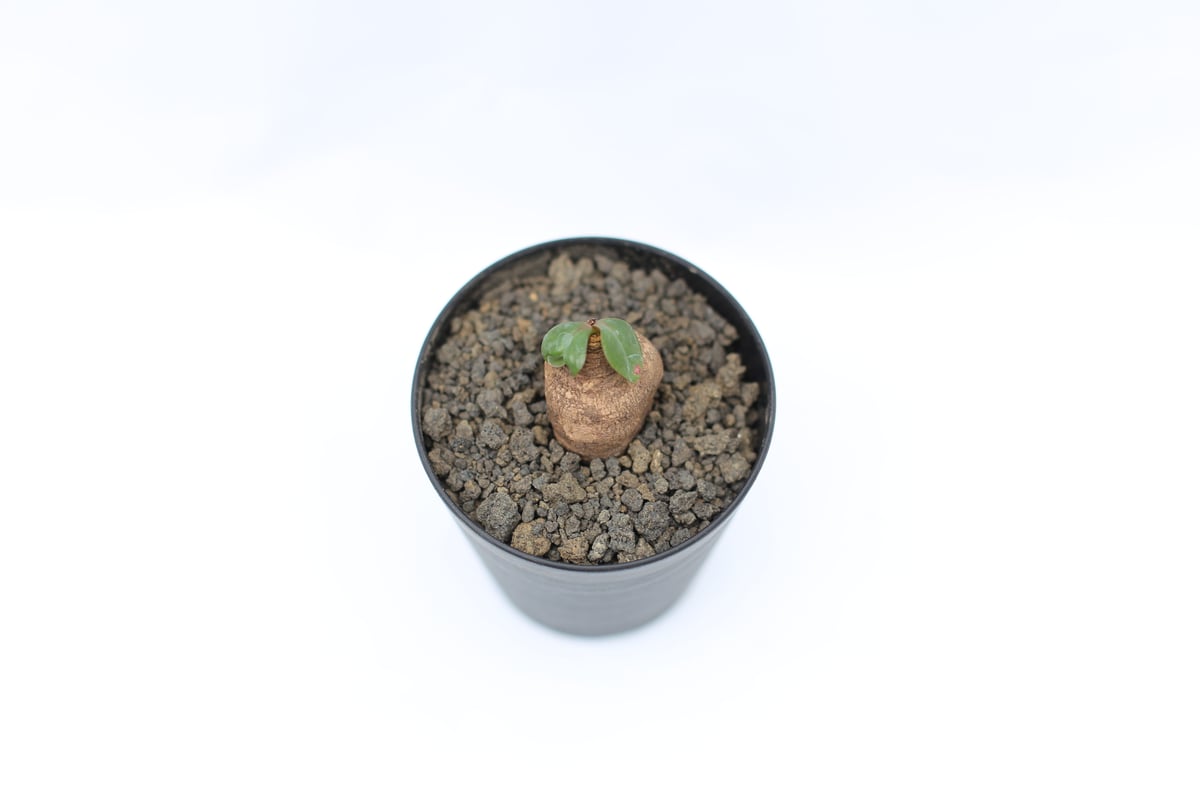 ユーフォルビア エクロニー | mana 