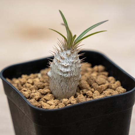 2020実生美株パキポディウム グラキリスダブルヘッド7.5cmポット 2020実生美株パキポディウム グラキリスダブルヘッド7.5cmポット