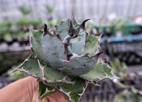 Agave titanota Agave B&B S No.1