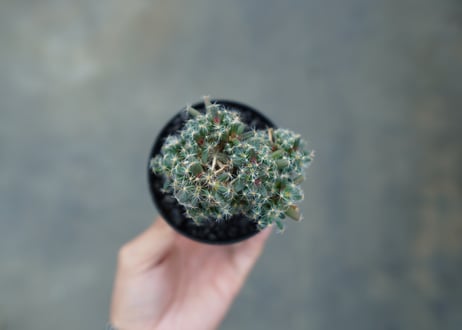 トリコディアデマ　デンサム　Trichodiadema densum  No.2