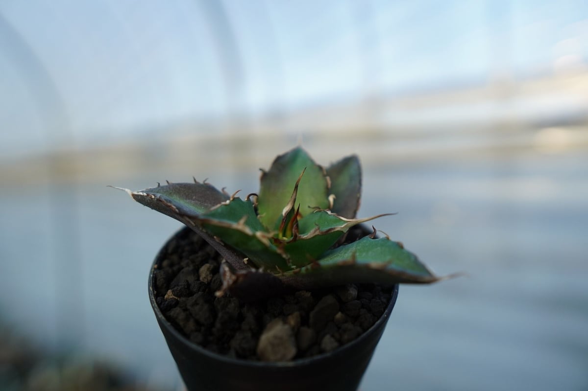アガベ チタノタ ハデス Agave titanota Hades | mana's farm