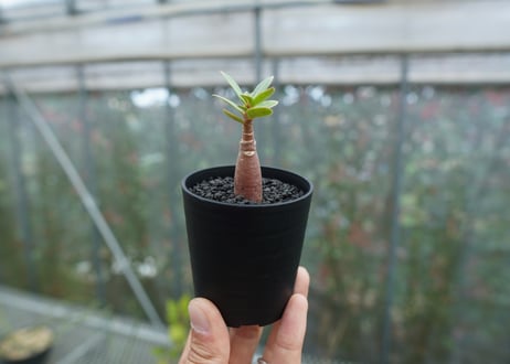 アデニウム　Adenium  No.3