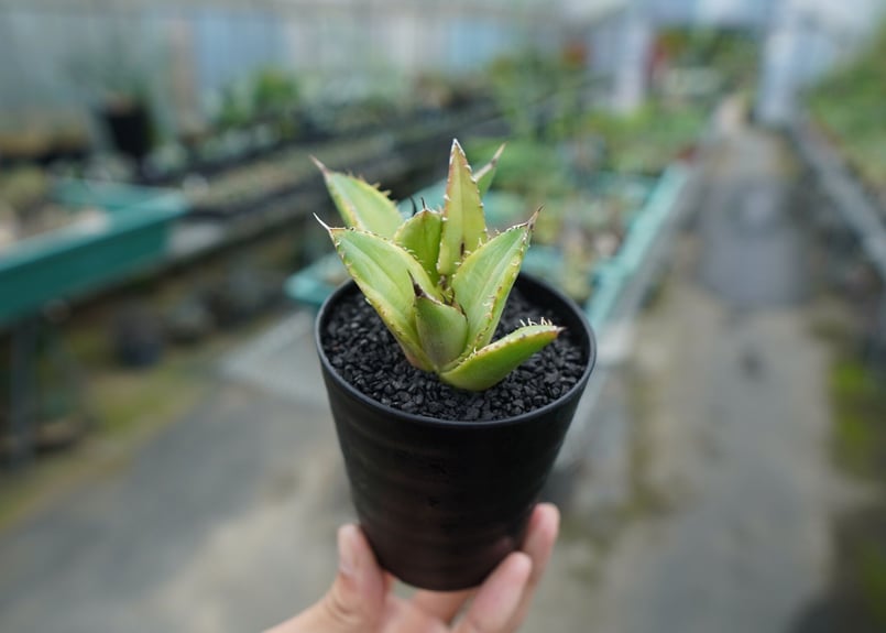 アガベ チタノタ 黄覆輪 Agave titanota variegata | mana's アガベ チタノタ 黄覆輪 Agave titanota variegata | mana's