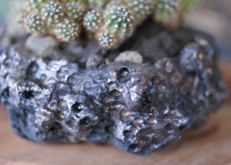 Rebutia perplexa