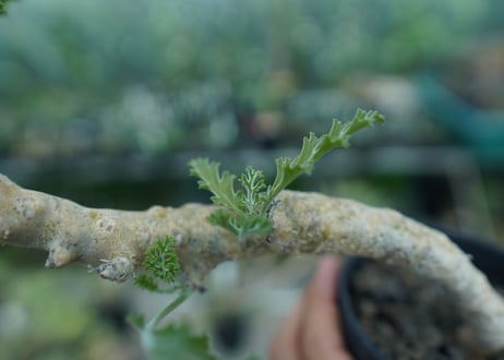 ペラルゴニウム　カルノーサム　Pelargonium carnosum  No.2