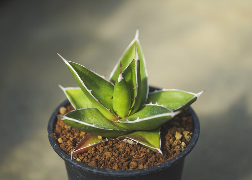 アガベ ケルチョベイ | mana's farm:塊根植物・アガベ・ドライガーデン