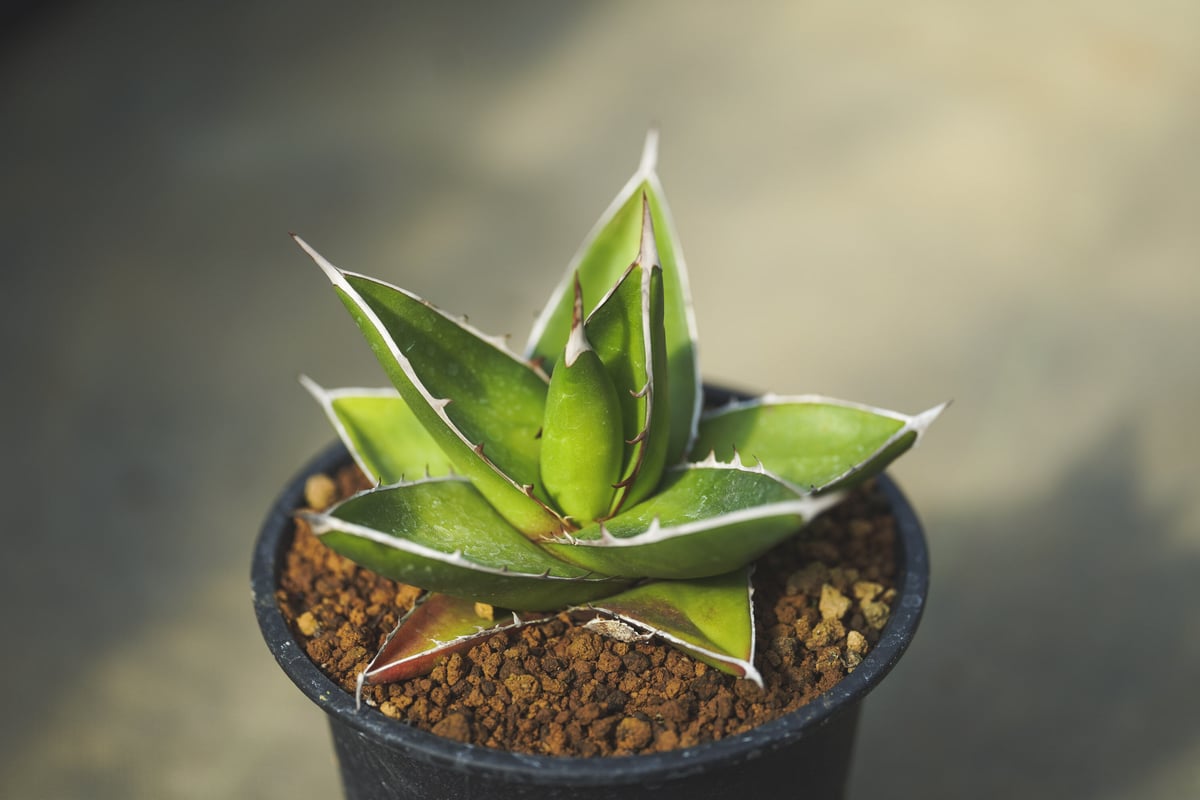 アガベ ケルチョベイ | mana's farm:塊根植物・アガベ・ドライガーデン