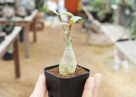 アデニウム 沖縄実生
