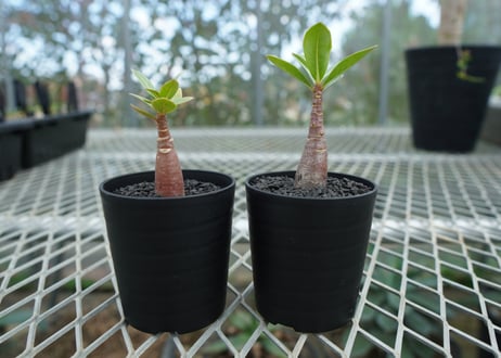 アデニウム　Adenium  No.3