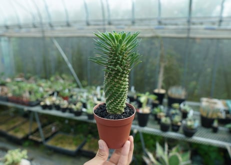 ユーフォルビア　ソテツキリン "パイナップルコーン"　Euphorbia sotetsukirin  No.1