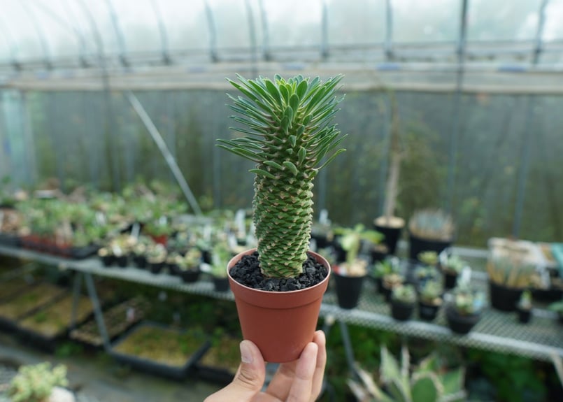 ユーフォルビア ソテツキリン 