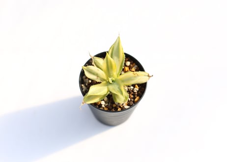 Agave  楊貴妃　№２