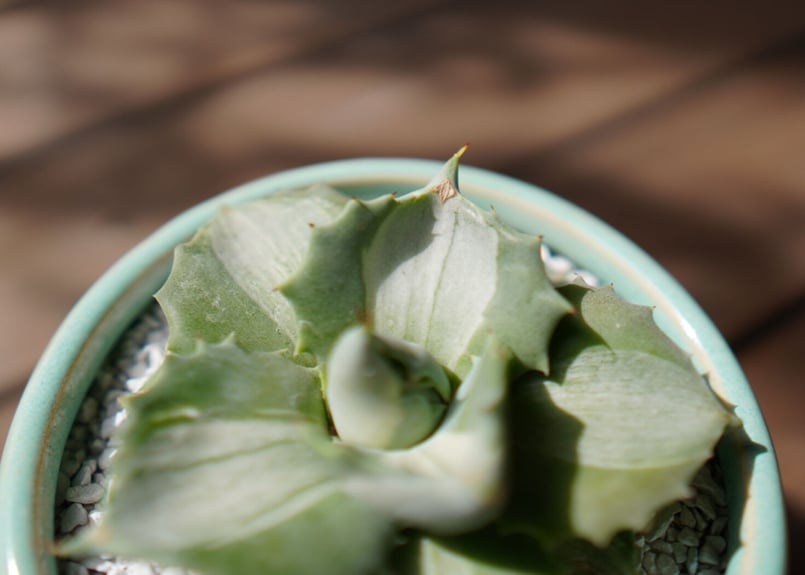 アガベ 王妃雷神錦 Agave potatorum 'Ouhi Raijin' | mana'