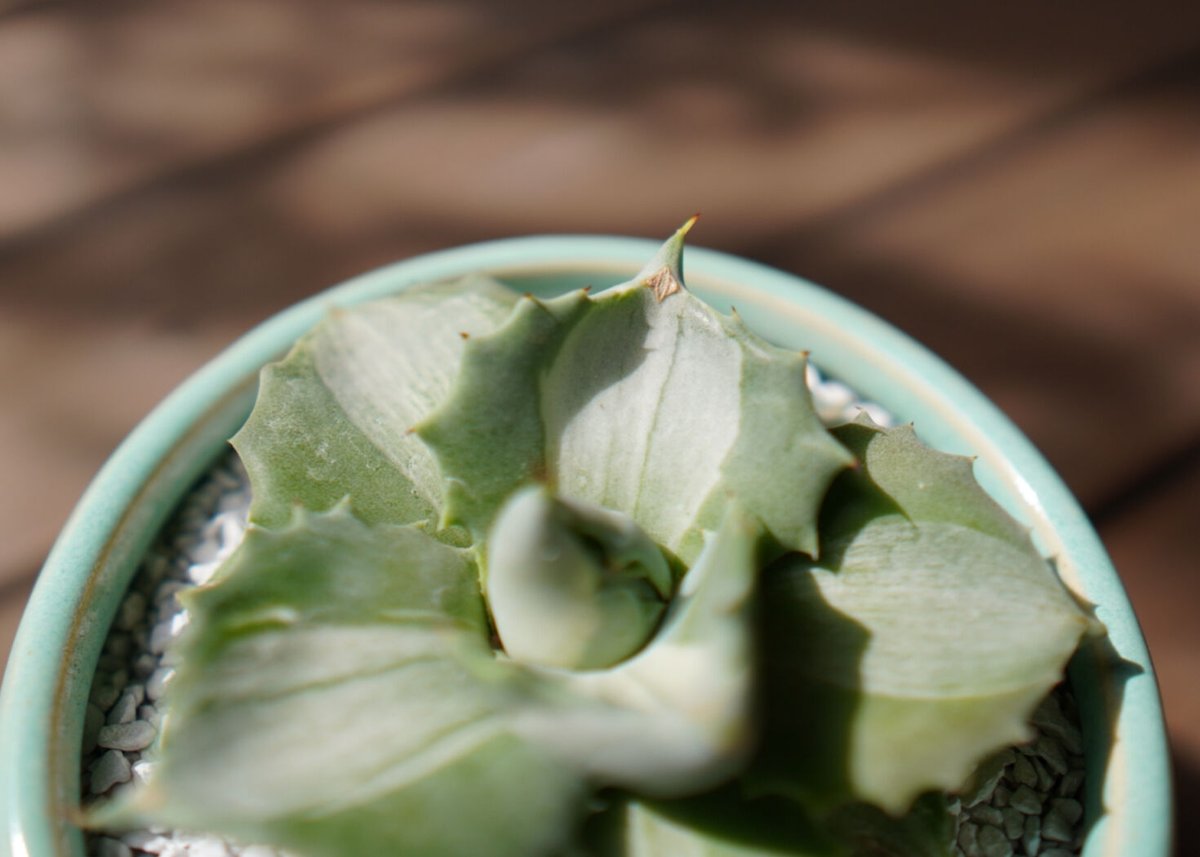 アガベ 王妃雷神錦 Agave potatorum 'Ouhi Raijin' | mana' アガベ 王妃雷神錦 Agave potatorum 'Ouhi Raijin' | mana'