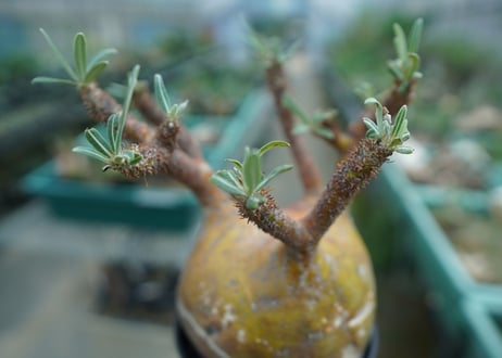 パキポディウム　グラキリス　 Pachypodium Gracilius  No.1