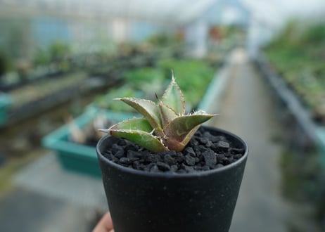 アガベ　チタノタ　FO-76　Agave titanota  FO-76　No.5
