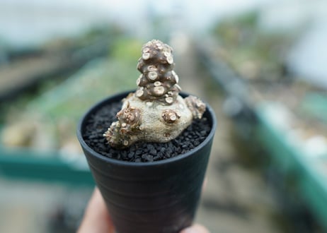ドルステニア フォエチダ Dorstenia foetida　No.3